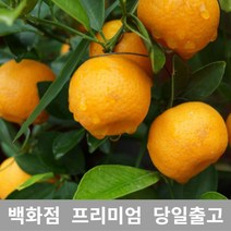 도봉물산특가_[국내산] 가락청과네 한라봉 10kg 제주한라봉 제철 제주도 가격, 1, 본상품선택
