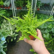 꽃백화점 뉴보스턴고사리 15~25cm 27