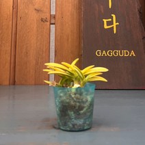 가꾸다 금유황 풍란 무늬풍란, 1개