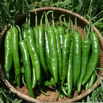싱싱한 국내산 아삭이고추 1kg 3kg 5kg, 1박스
