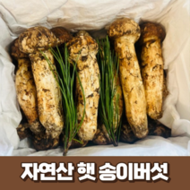 [최고급] 자연산 햇 송이버섯 500g 1kg 국산 산지 직송 생 송이버섯 국내산 명절 추석 부모님 선물세트 (선물박스+황금보자기), 1개, 500g (정지품-3등품)