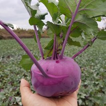 갓 수확한 청정 제주 콜라비 소과 10kg 1박스 산지직송