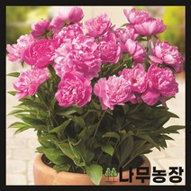 (나무농장) 왜성 향수작약(로마) 구근