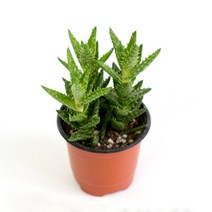 마이플랜트 [마이플랜트]목성 알로에 다육식물 다육이 키우기쉬운 인테리어 식물, 1개, 목성 알로에 (소형)