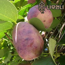 으름나무 대과종 유실수 나무언니, 홍화으름(대과종) 3.5치포트(2개세트)