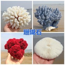 철갑상어키우기 구피암컷 베타암컷 천연 산호 화초 돌패각 소라껍데기 조경 가구 장식, 41 로즈