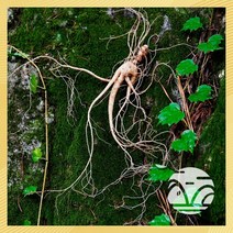 마이산산양삼 산양산삼 7 8년근 3뿌리 산삼 장뇌삼 산양삼 산양산삼 자연산 주 장뇌, 7년근 3뿌리