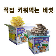 느타리 노루궁뎅이버섯 키우기(교육용키트), 노루궁뎅이
