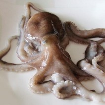 국내산 생물 낙지8미, 단품