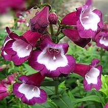 [씨앗]펜스테몬-아라베스크 바이올렛10립