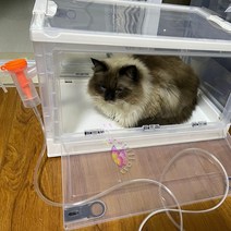 강아지산소방 고양이 아크릴 애견 산소방 대여 반려견 반려묘 산소 방 접이식 분무 상자 휴대용 애완 동물 산소 케이지 작은 동물 수의학 분무 상자, 없음
