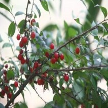이스라지 3년생 H06~08 산앵두 유실수 과실수 가정과수 정원수 정원가꾸기, №이상품.초이스‡