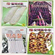 찰옥수수 오색 보라흑찰 미소찰 찰옥4호 초당 옥수수 씨앗 종자, 미소찰 70립, 1개