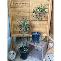 올리브나무 외목대형 금강원예, 올리브나무(50~60cm)