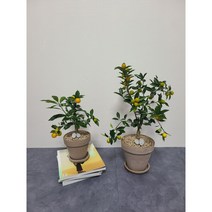 복 들어오는 금귤나무, 전국배송, 식물만 구매, 금귤나무 H40