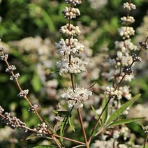 바이텍스 / 실버 스파이어 (밀원식물) 화분묘 MT19