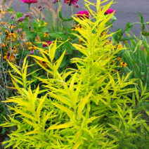 셀릭스 묘목 (골든선샤인) 황금왜성 샐릭스 / 인기최고 정원이나 화분에 심어요 / 사각포트 FG101