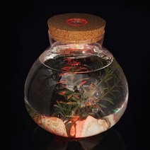 투명 LED 코르크 마리모 키우기 어항 유리병 전구 병 15x16cm