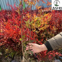 남천나무 묘목 90cm 단풍 화분 묘목 공기정화식물, 단품