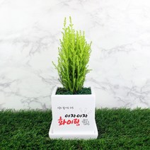 그린조아 맞춤 메세지 실내 공기정화식물 특별한 선물 화분 금전수 천냥금 스투키 행운목 율마 테이블야자 홍콩야자 금사철 페라고늄 산세베리아 크루시아 아몬드페페 호야, 쇼핑백X