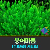 [착한수초] 득템수초 솔잎을 닮은 붕어마름 22줄기 구피 마츠모 미니어항 부상수초 새우 수초세트 수초어항 은신처 초보수초