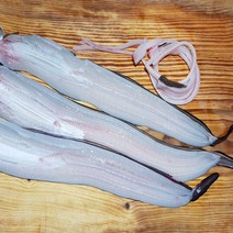 기력충전 통영 욕지 돌장어 1kg 손질 +소스 선장직판, 급냉 돌장어 대 600g