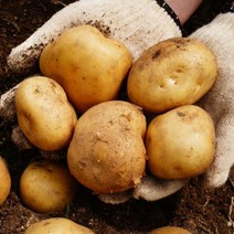 농가살리기 수미감자 햇감자 경남 노지 감자 5kg 10kg, 수미감자 소 (조림용) 5kg
