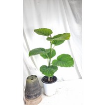 서비내 외목대 휘카스 움베르타 대품 높이 70cm 이상 인테리어 플랜테리어 공기정화식물 반려식물, 1개