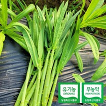 강원도 원주 산지직송 유기농 무농약 적궁채 궁채, 유기농 적궁채 / 1kg