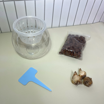 무스카리 구근 수경재배기 세트 식물 키우기, 무스카리 수경재배기 세트: 라티폴리움
