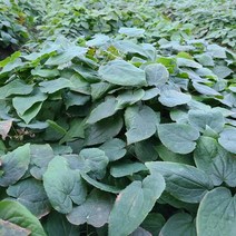 음양곽모종 삼지구엽초모종 50주1상품/ 남여건강 필수약초 선령비주 약초모종 쌈채 조미채 근채 엽채 오심초 종근 종구 종묘 종자 구근 3월1일 배송시작