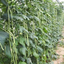 해뜰팜 줄콩 1KG 생산자직거래 당일수확 롱빈 줄기콩 껍질콩, 1개