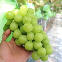 김천 샤인머스켓 2kg 가정용 1kg, 1개, 2kg3-4수