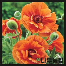 (나무농장) 수입숙근초 숙근양귀비 하베스트문