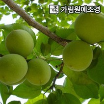 매실나무 슈퍼왕매실 홍매실 유실수 가림원예조경, 슈퍼왕매실 접목1년특묘(2개세트), 1개