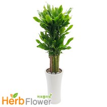 대박나무 개업축하화분 개업화분 축하화분 금전수 행운목 전국꽃배달, a15 황금죽, 1개