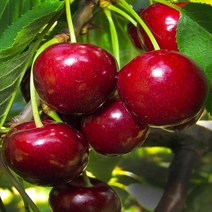 체리나무(일출)접목1년(2주묶음)묘목/b0333