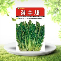 경수채씨앗 2000립 교나 미즈나 수채 씨앗 종자, 단품