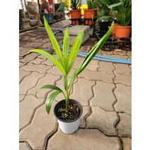 7900 신종겐차야자 겐자야자 소품 15~40cm, 1개