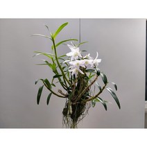 오!플랜트 (단일상품)덴드로비움 하이브리드(교배종) 목부작 인테리어식물, 1개