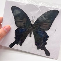 곤충모형 곤충피규어 곤충세트29 종류 진짜 나비 표본 곤충 인형 생산 매력 홈 인테리어 액세서리 거실 컬, 15 15