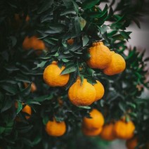 프리미엄 과일 제주 고당도 레드향 한라봉 3kg 5kg 선물포장, 한라봉/5kg/특대과(15수 이내)