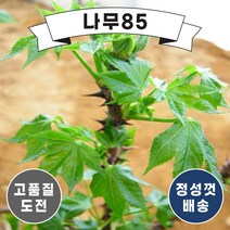 (나무85) 엄나무 민엄나무 묘목, 민엄나무 근삽2년