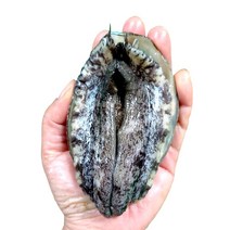 당일채취 완도 전복 특대 7~50미 1kg 꼬마 제철 홈쇼핑 활전복 선물세트, 산소포장 횟감용 중전복 15~16미 1kg