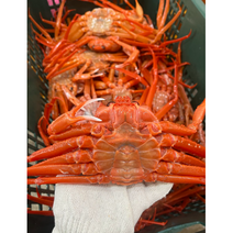 홍게 자숙 정품 5마리 몸통 70%이상 다리수율 80%이상 택배, 몸통수율70%이상/다리수율80%이상, 정품 소 사이즈 5~7마리, 2.2kg~2.5kg