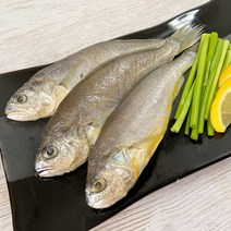 목포 반건조 참조기 (20~21cm) 8마리 16마리 / 국산 황금조기 구이 가정용 반찬용, 20cm내외 / 16마리