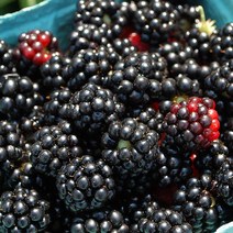 블랙베리(V7)삽목1년(4주묶음)묘목/F0423