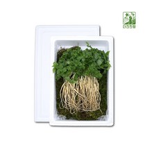강원 새싹삼 새싹인삼 산양산삼 2년3년근 50뿌리
