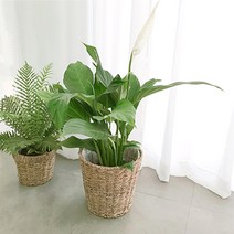 실내 공기 미세먼지 정화 식물 거실 화분 극락조 여인초 아레카야자 뱅갈고무나무 키우기 집들이, 뱅갈고무나무(중)