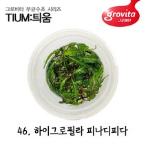 무균수초 하이그로필라 피나디피다/액상배지